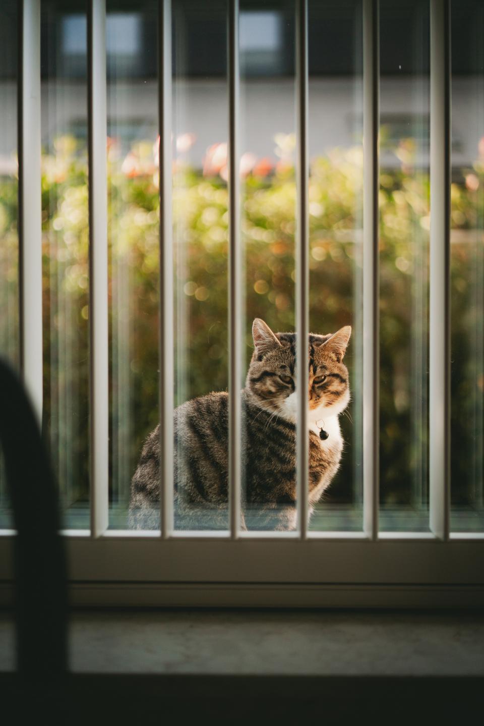 cat outside