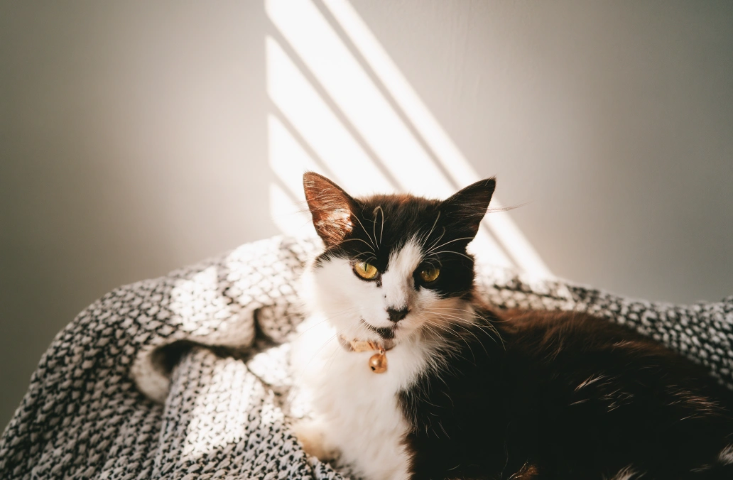 cat lovers